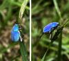 308029 – Photo : Lucie Julien Faimali – France (64)